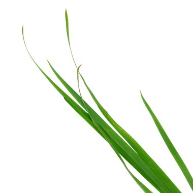 Beyaz arka plan üzerinde izole çimen