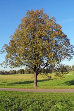 Yalnız ağaç blonia Park'ta Krakow, Polonya