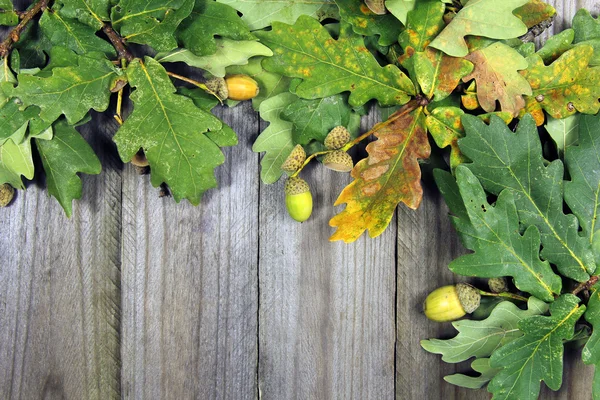 Herfst achtergrond, eiken twijgen en eikels op houten achtergrond — Stockfoto