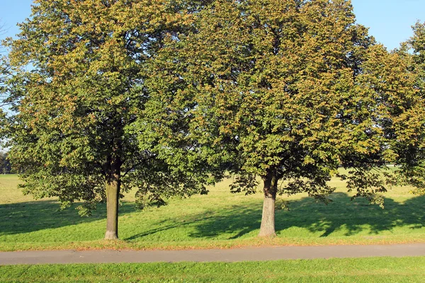 Деревья у тропы в парке — стоковое фото