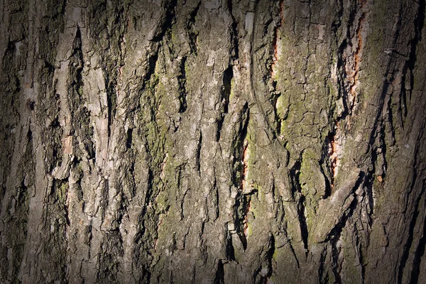 Struktura kůry stromu nebo pozadí — Stock fotografie