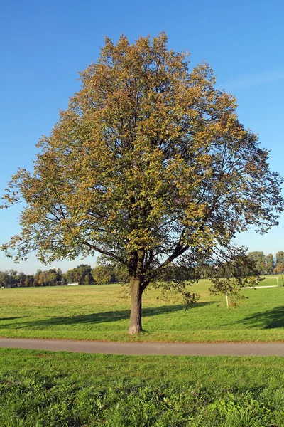 Árvore solitária no Blonia Park em Cracóvia, Polônia — Fotografia de Stock