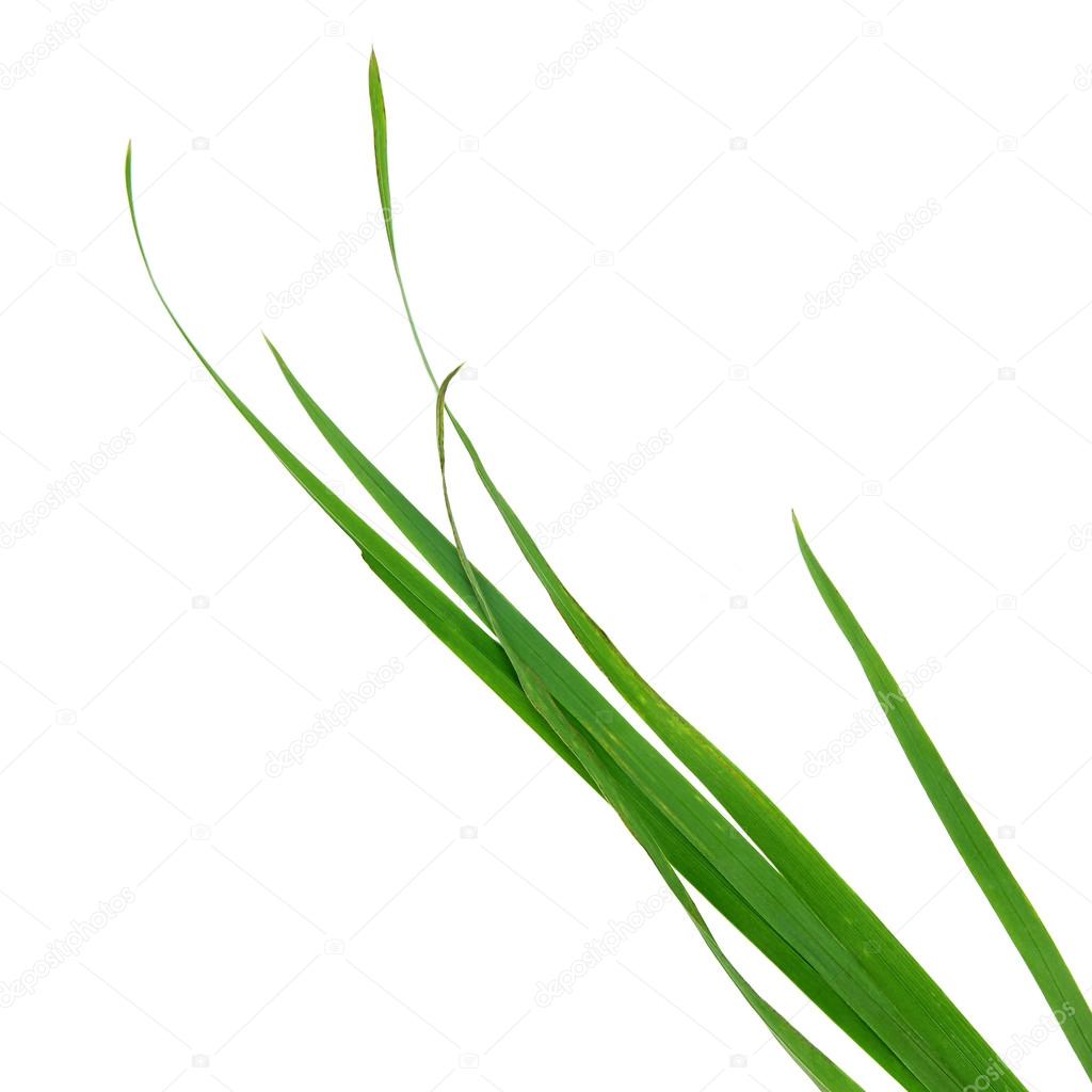 Blade of grass isolated on white background — Stock Photo © chrupka