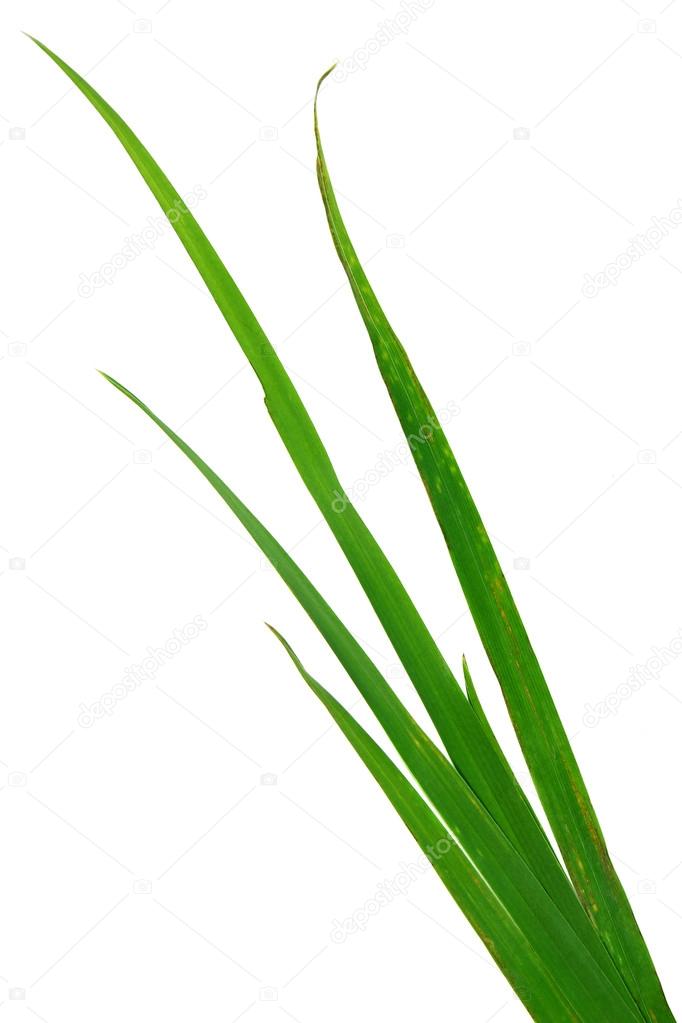 Blade of grass isolated on white background