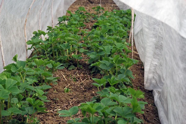 Plantas jóvenes de fresa en invernadero — Foto de Stock