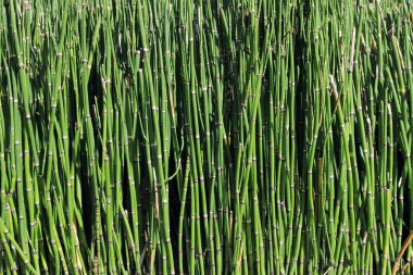 Yeşil Bambu arka plan