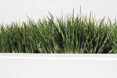 beyaz arkaplandaki çimenler