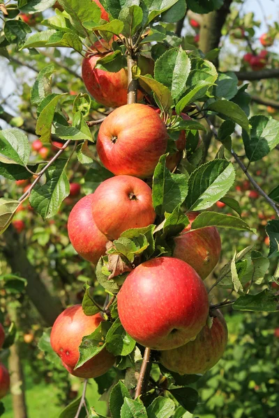 Red ripe apples on the branch — Stock Photo, Image