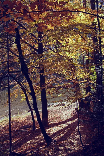 Vintage foto van herfst landschap — Stockfoto