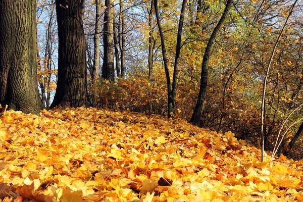 Narancssárga lehullott levelek az őszi parkban a napsütéses napon — Stock Fotó