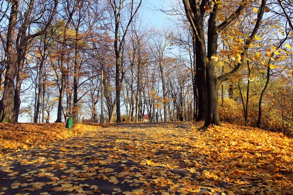 Callejón en el parque de otoño —  Fotos de Stock