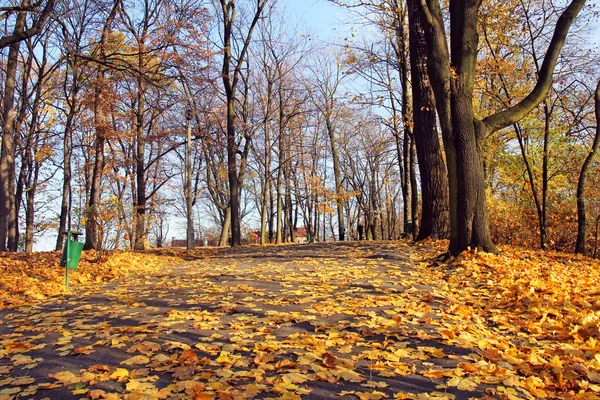 Alley in autumn park at sunny day — Stock Photo, Image