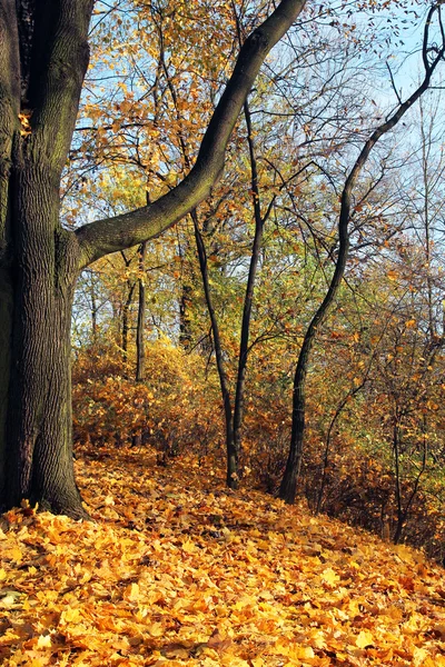 Gele fallen bladeren in de herfst park op zonnige dag — Stockfoto