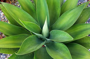Yeşil yeşillik closeup