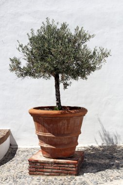 Zeytin ağacı vintage pişmiş toprak saksının içinde