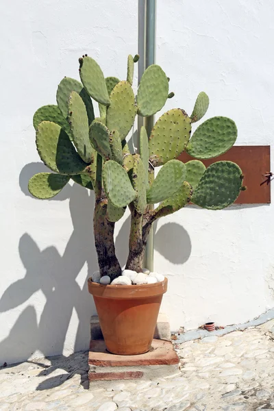 Cactus in clay pot — Stock Photo, Image