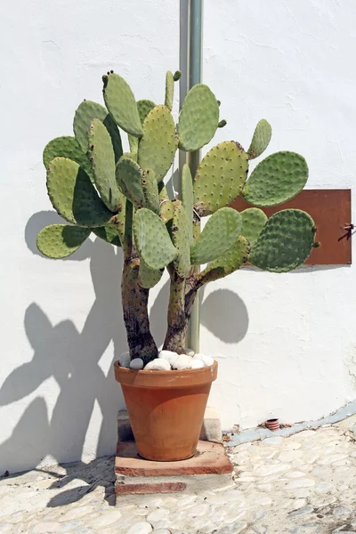 Cacto em vaso de argila — Fotografia de Stock