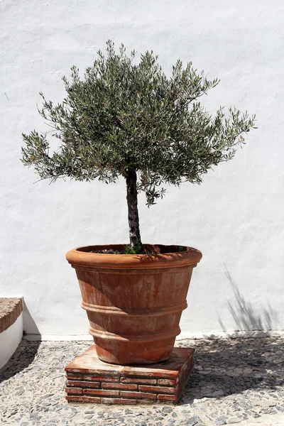 Olive tree in vintage terracotta flowerpot — Stock Photo, Image