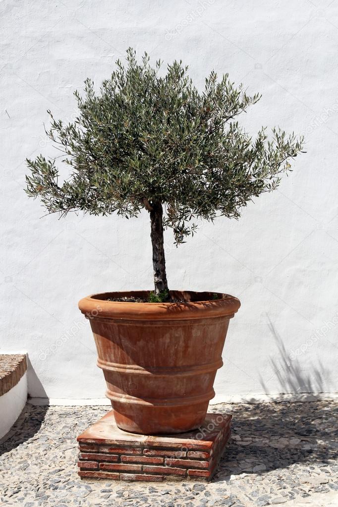 Olive tree in vintage terracotta flowerpot