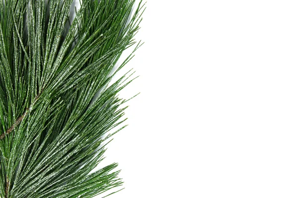 Borde del árbol de Navidad aislado sobre fondo blanco —  Fotos de Stock