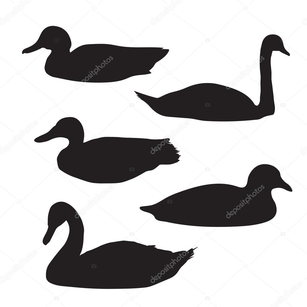 Black silhouettes of birds: swans and ducks