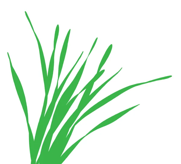 Groen sprietje gras vector — Stockvector