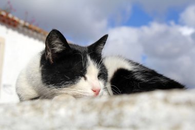Şirin kedi duvarda güneşli gün uyku