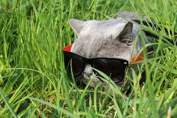 Kat met zonnebril in gras — Stockfoto