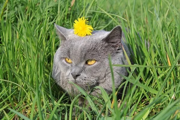Kat in gras met gele bloem op het hoofd — Stockfoto