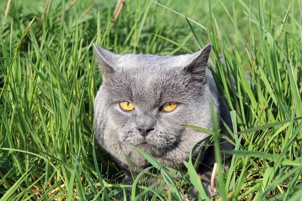 Çayırda sevimli kedi — Stok fotoğraf