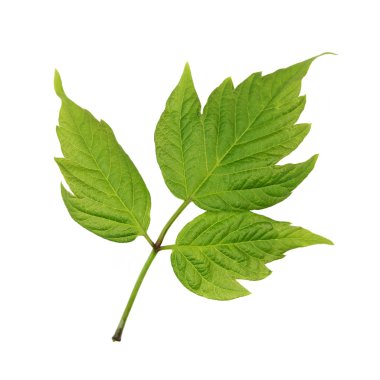 Beyaz backgrond izole genç yaprak yeşil