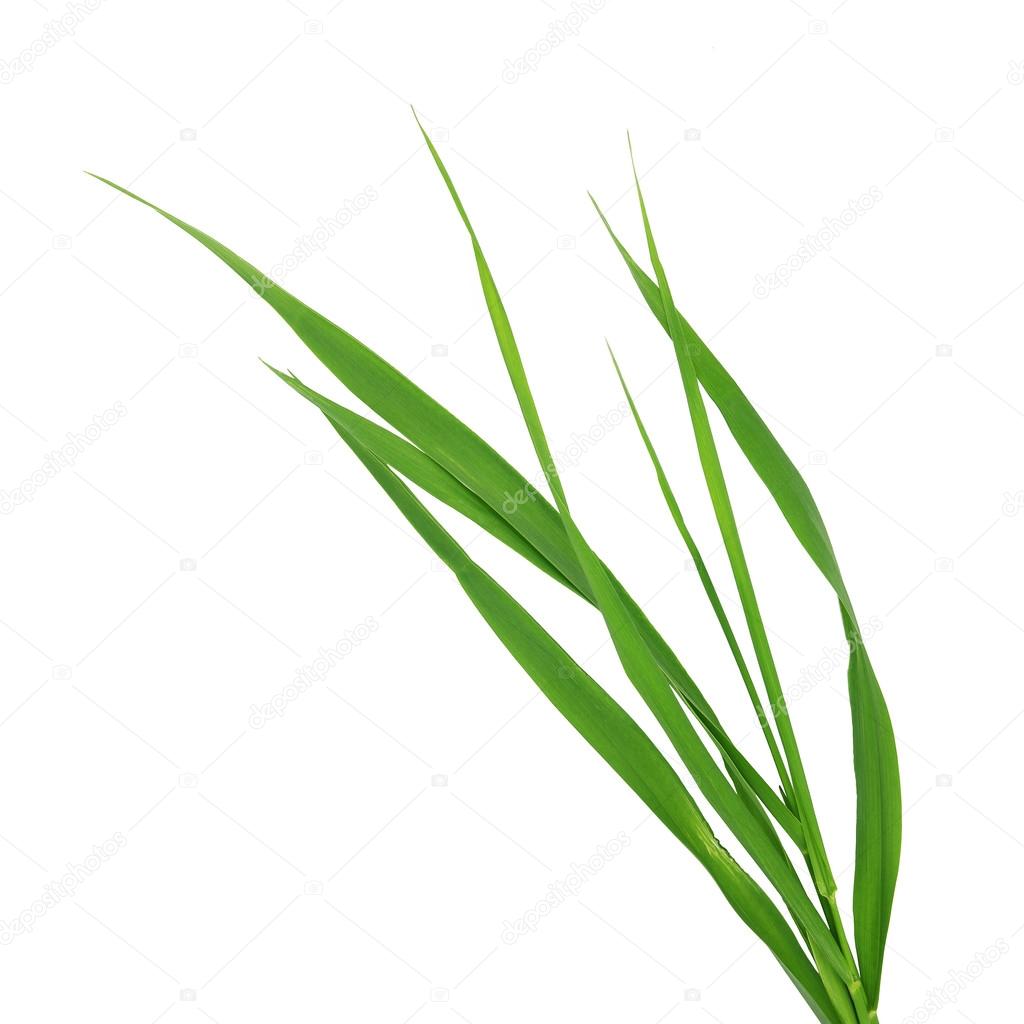 Blade of grass on white background
