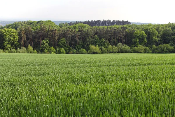 Campo de trigo joven — Foto de Stock