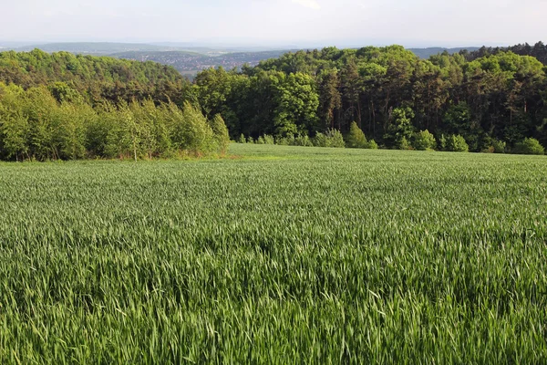 Pole pszenicy młodych, wiejskiego krajobrazu — Zdjęcie stockowe