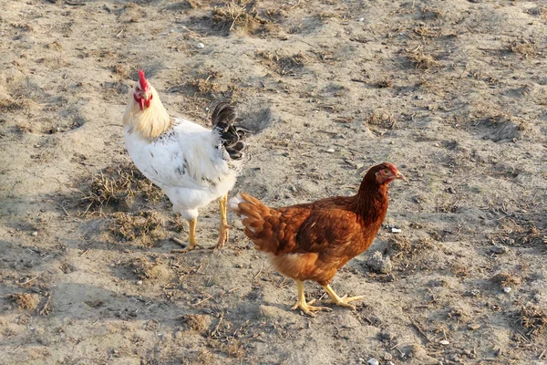 Haan en hen op de werf — Stockfoto