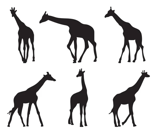 Aantal verschillende silhouetten giraffen — Stockvector