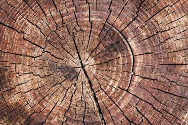 ağaç gövdesi dokusuna
