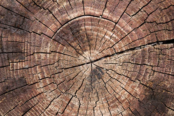 Texture del tronco d'albero — Foto Stock