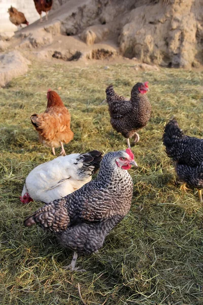 Pollos en campo libre — Foto de Stock