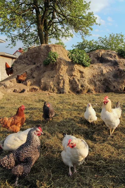 Ücretsiz aralığı tavuk — Stok fotoğraf