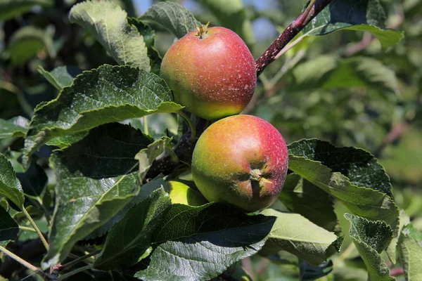 Äpplen på en gren — Stockfoto
