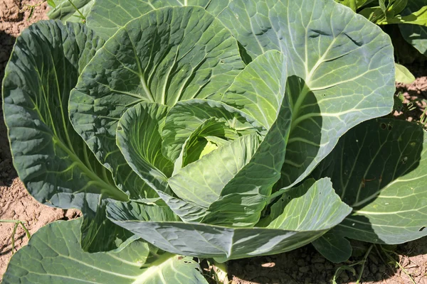 Cabbage in the field — Stock Photo, Image