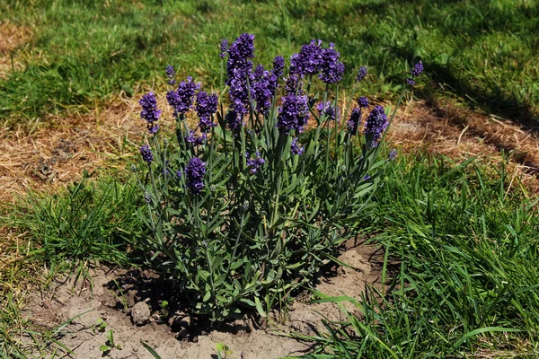 Closeup of lavender — Stock Photo, Image