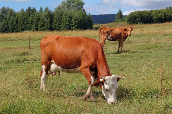 草地に牛がいる — ストック写真