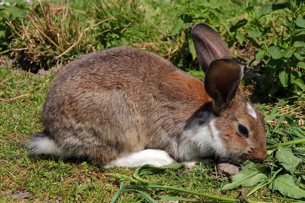 Lapin dans l'herbe — Photo