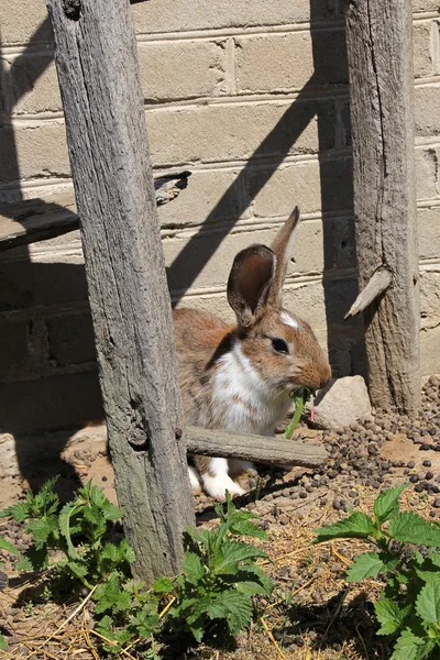 Tavşan çim yeme — Stok fotoğraf