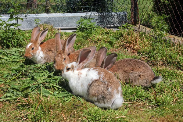 Tavşan grubu — Stok fotoğraf