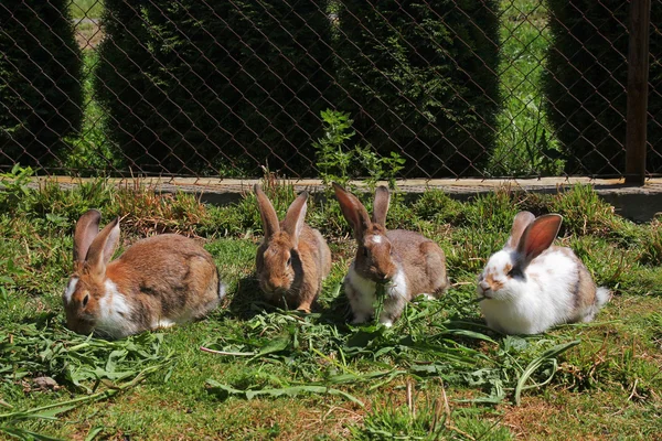 Rabbits eating grass — Stock Photo, Image