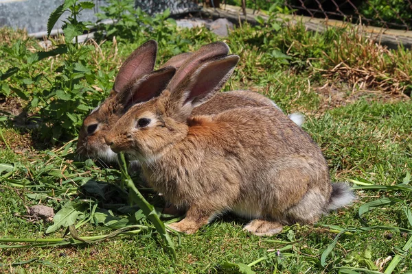 Iki tavşan yeşil çim — Stok fotoğraf