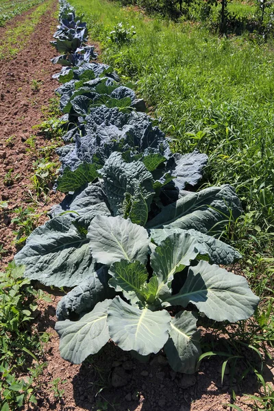 Row of cabbages in field — Stock Photo, Image